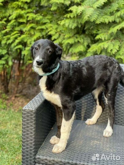 Щенок небольшой собачки