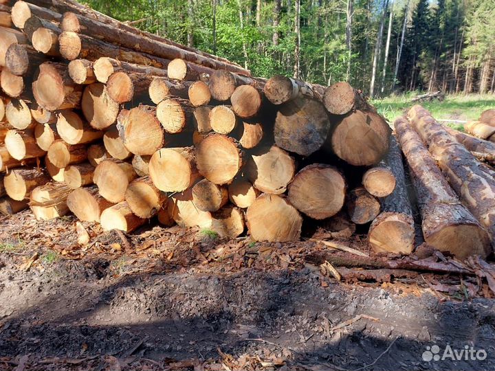 Лес кругляк