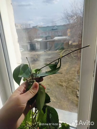 Домашние цветы