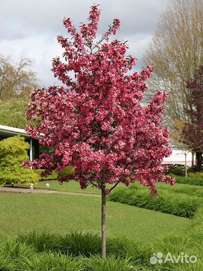 Семена Декоративной яблони Royalty