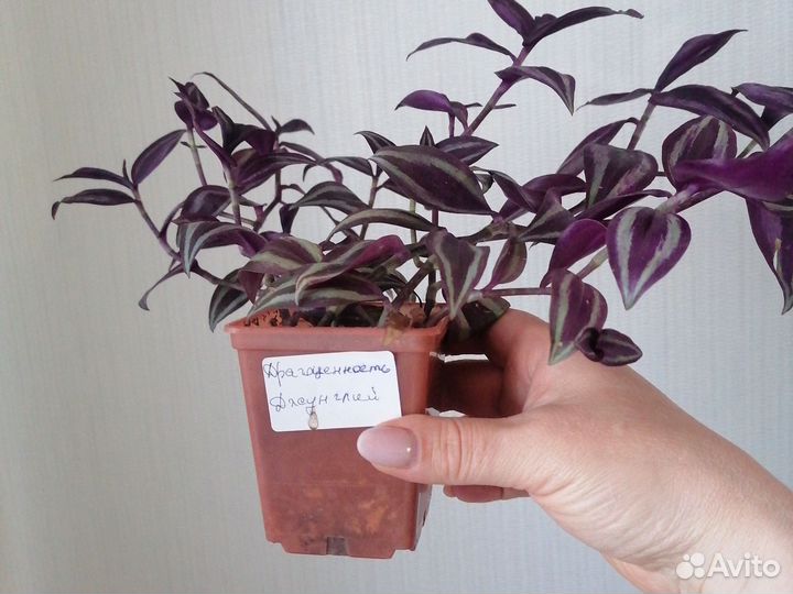 Традесканция драгоценность джунглей