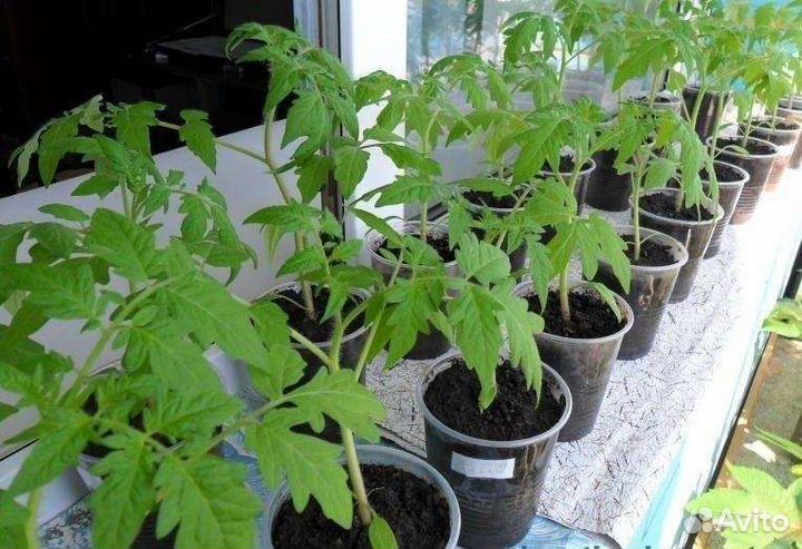 Рассада помидор