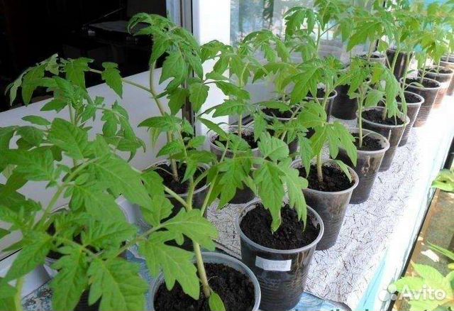 Рассада помидор
