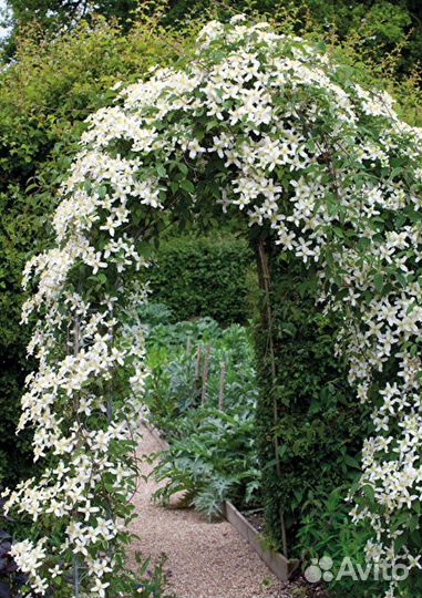 Резерв на весну 2024-Клематис Манчжурский саженцы