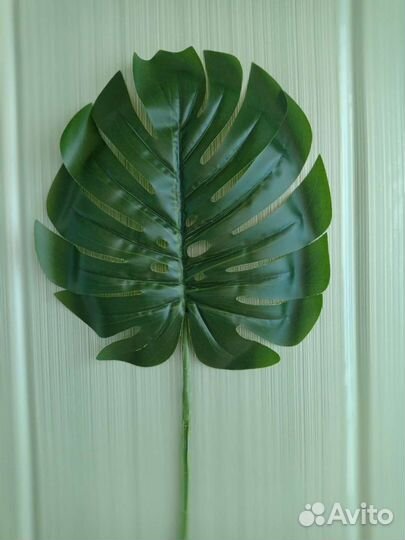 Монстера лист