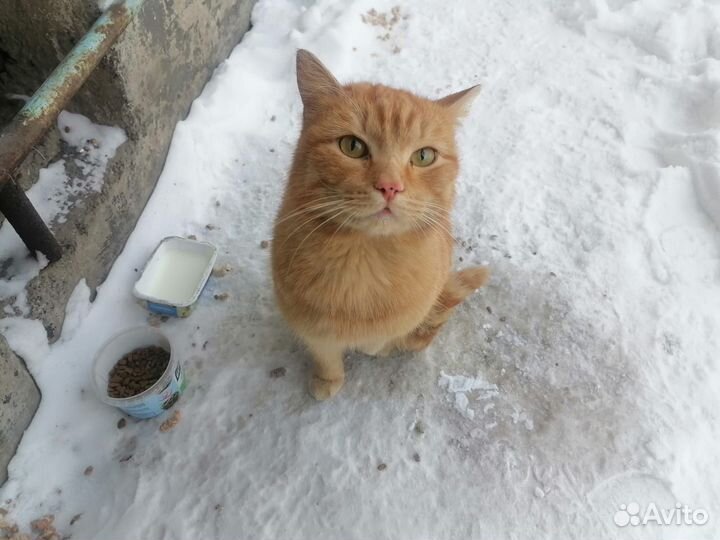 Самые умные и преданные