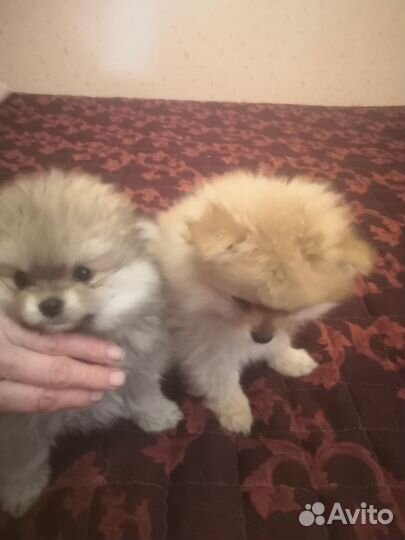 Померанский шпиц