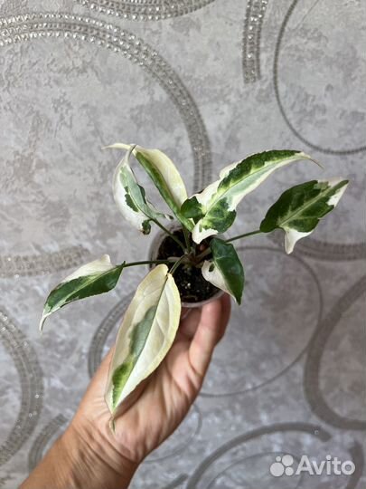 Сингониумы