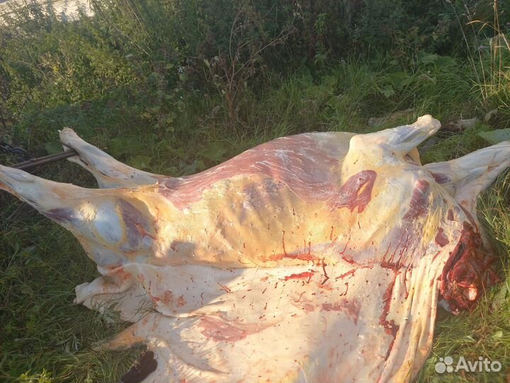 Коровы телки и бычки