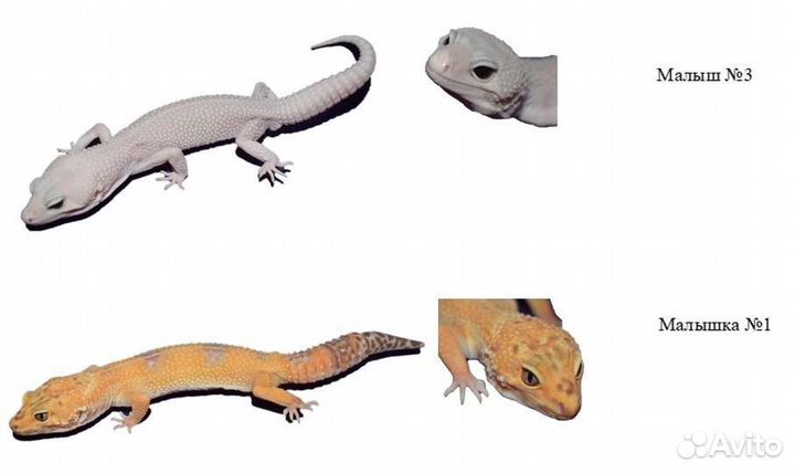 Эублефары и бананоеды