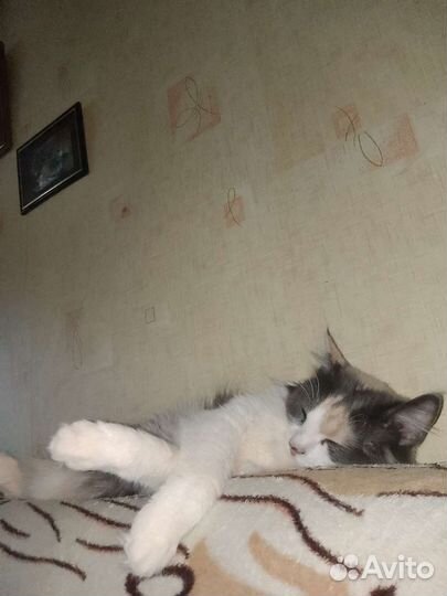 В добрые руки