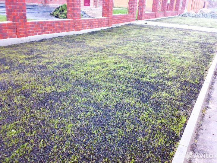 Газон посевной, посев газона