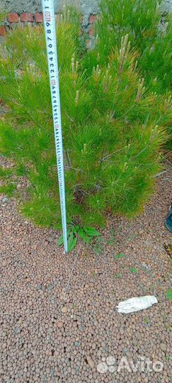Сосна саженци пицундская