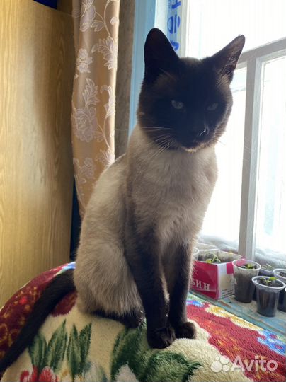 Тайские котята