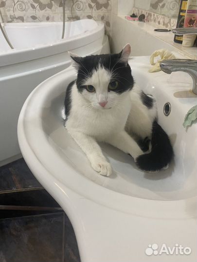 Кошки бесплатно