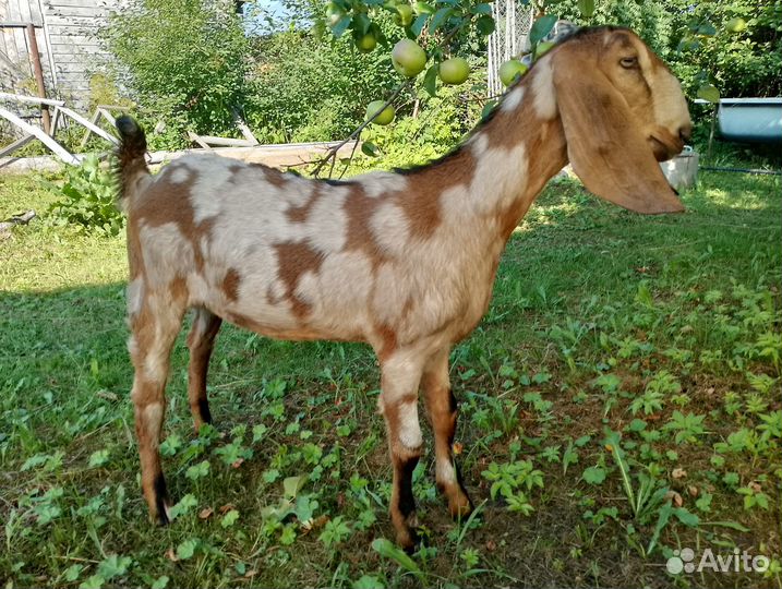 Англо-нубийские козочки и козлики