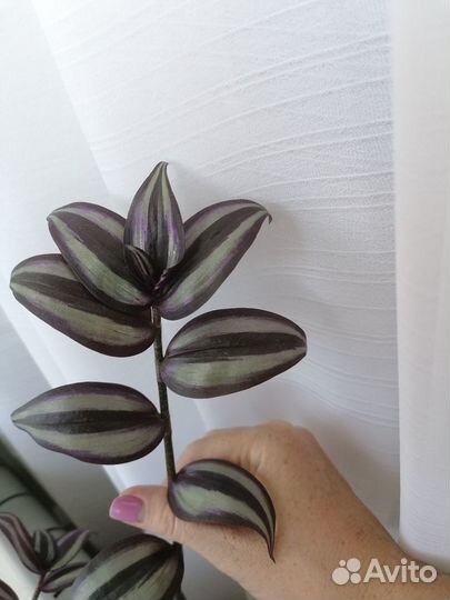 Традесканция зебрина