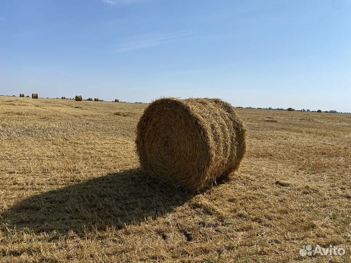Солома в тюках ячменная
