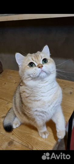 Молодая британская кошечка