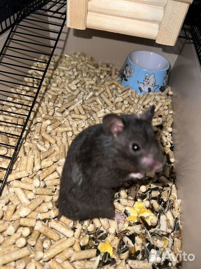 Сирийский хомяк с клеткой