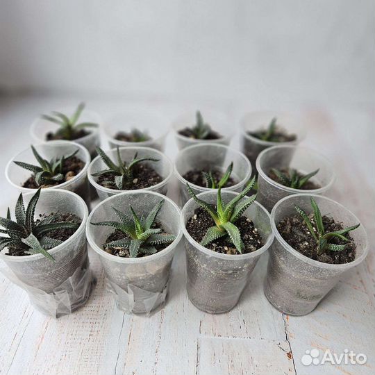 Суккуленты