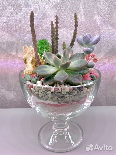 Флорариум с суккулентами