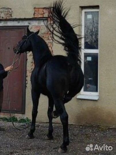 Фотосессия, аренда (спорт)