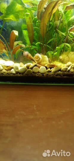 Улитка Геркулес