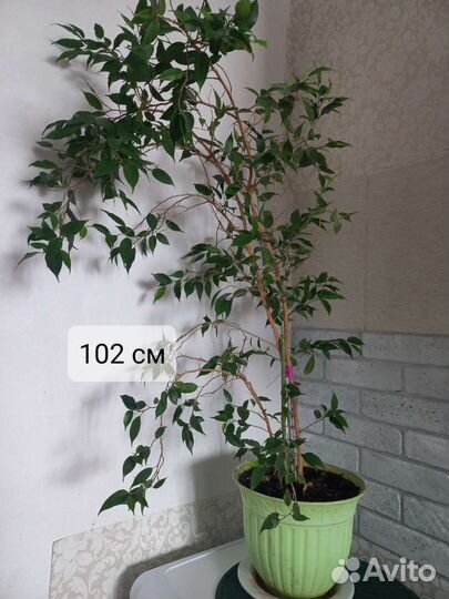 Фикус бенджамина комнатные цветы