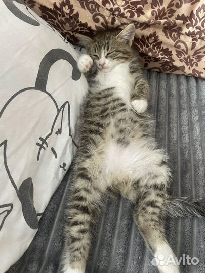 Кошка