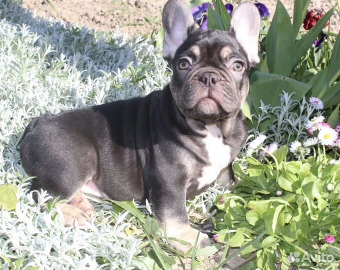 Щенки французского бульдога