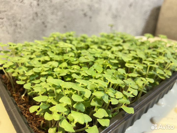 Микрозелень горох