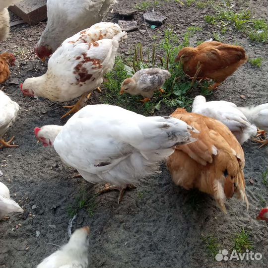 Цыплята кур