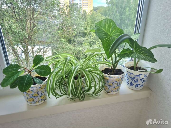 Цветочные растения в новых горшочках