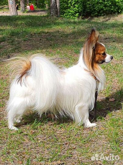 Папийон вязка