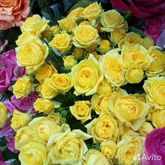 Шикарные розы