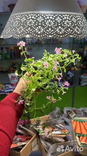 Бакопа ампельная