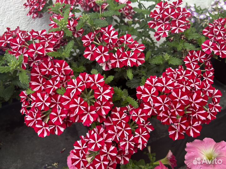 Вербена вегетативная осень