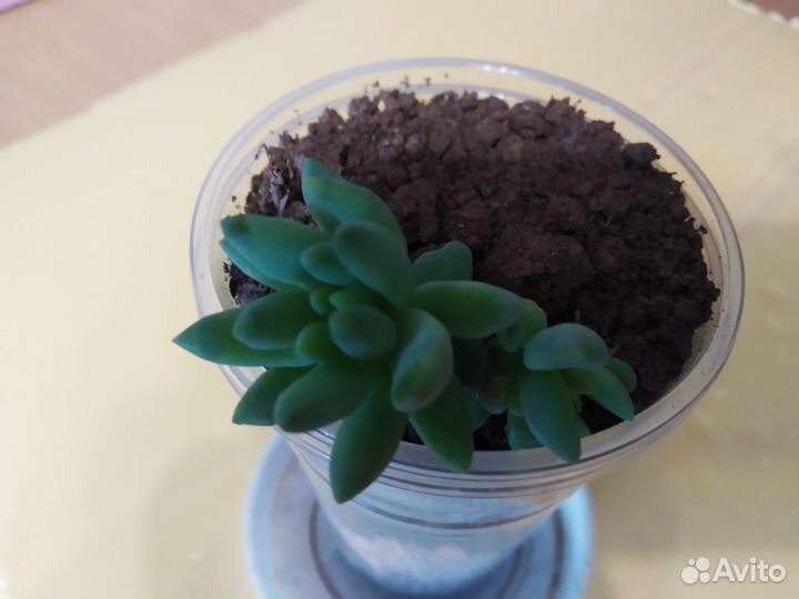 Суккуленты