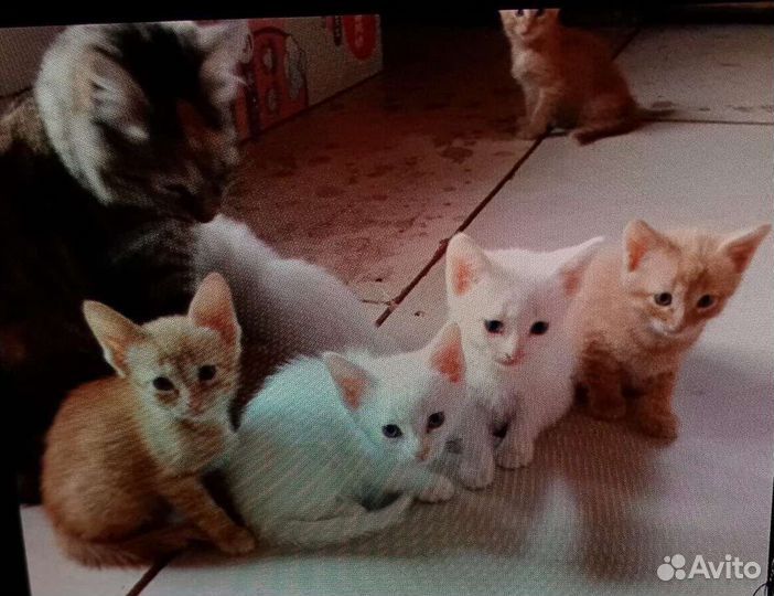 Котята в добрые руки