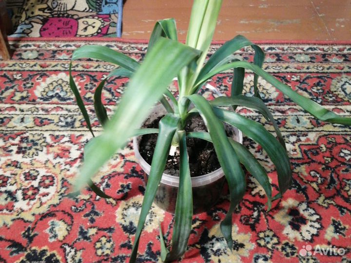 Комнатные растения цветы большие Пальма Юкка