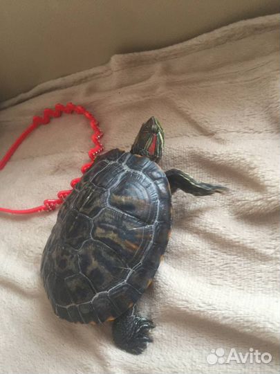 Красноухая черепаха