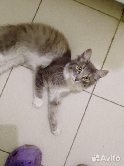 Кошечка в добрые руки