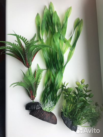 Аквариумные растения, декорации