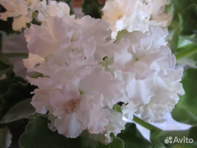 Сортовые фиалки