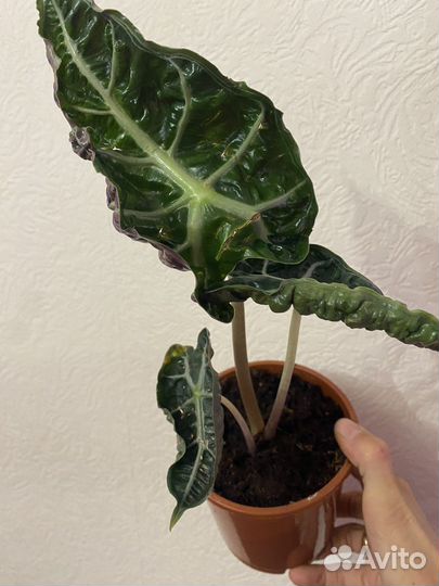 Филодендрон