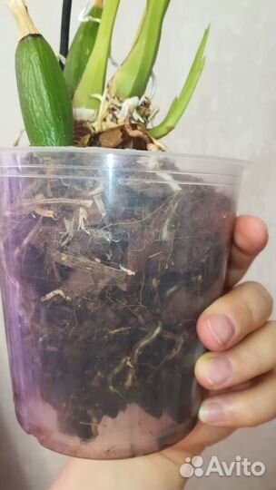 Орхидея Зигопеталум Blue Angel