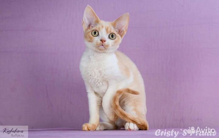 Котята девон-рекс