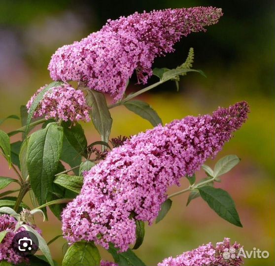 Будлея фиолетово розовая