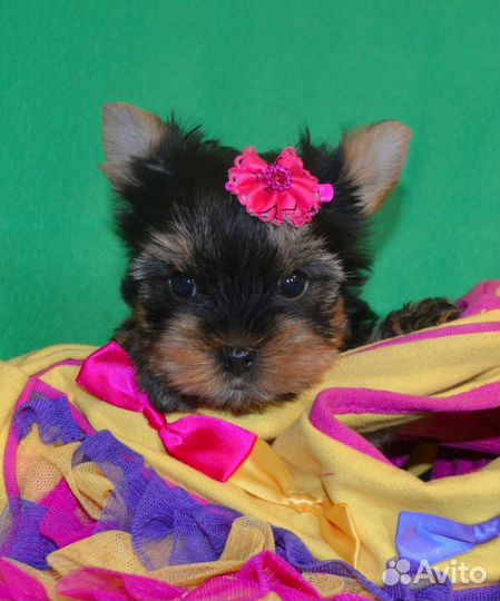 Целовательные Йорки